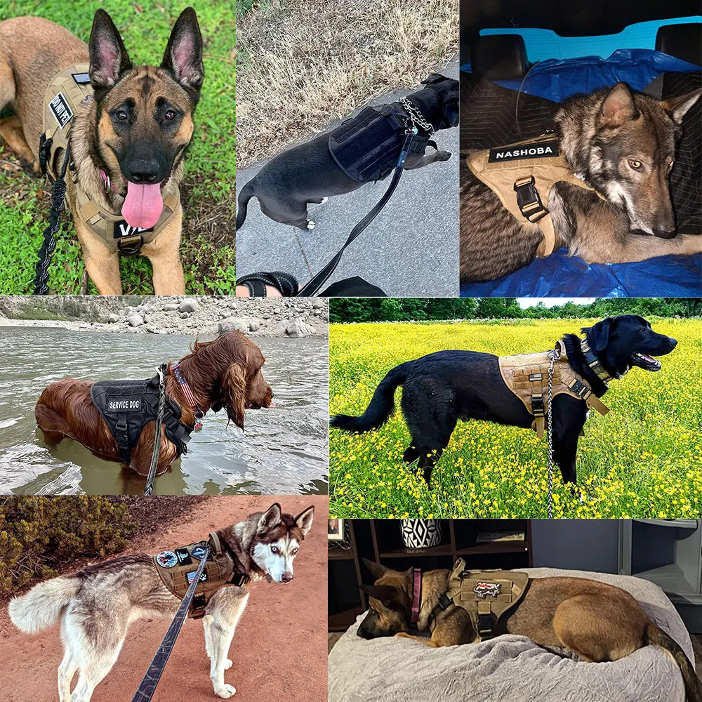 PetraVel Padded Nylon Dog Harness Leash Set For Safe Walking